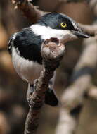 Image of Chinspot Batis