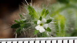 Image of Cryptantha barbigera var. barbigera