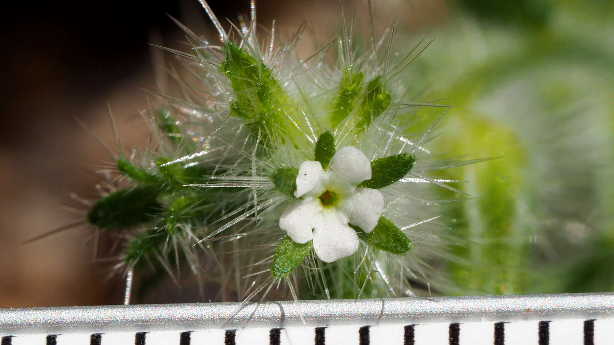 Image of Cryptantha barbigera var. barbigera