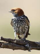 Cecropis abyssinica (Guérin-Méneville 1843) resmi