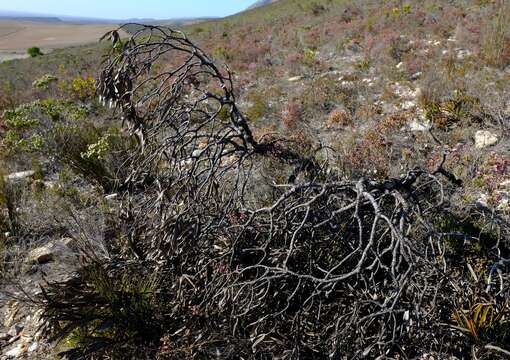 Image of Leucadendron cryptocephalum Guthrie