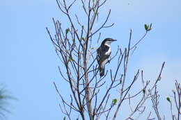 Image of White-shouldered Triller