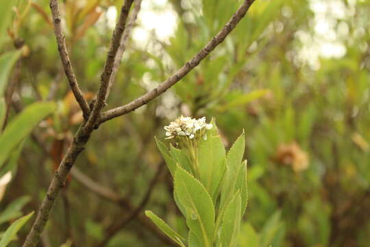 Image of Verbesina centroboyacana S. Díaz-Piedrahíta