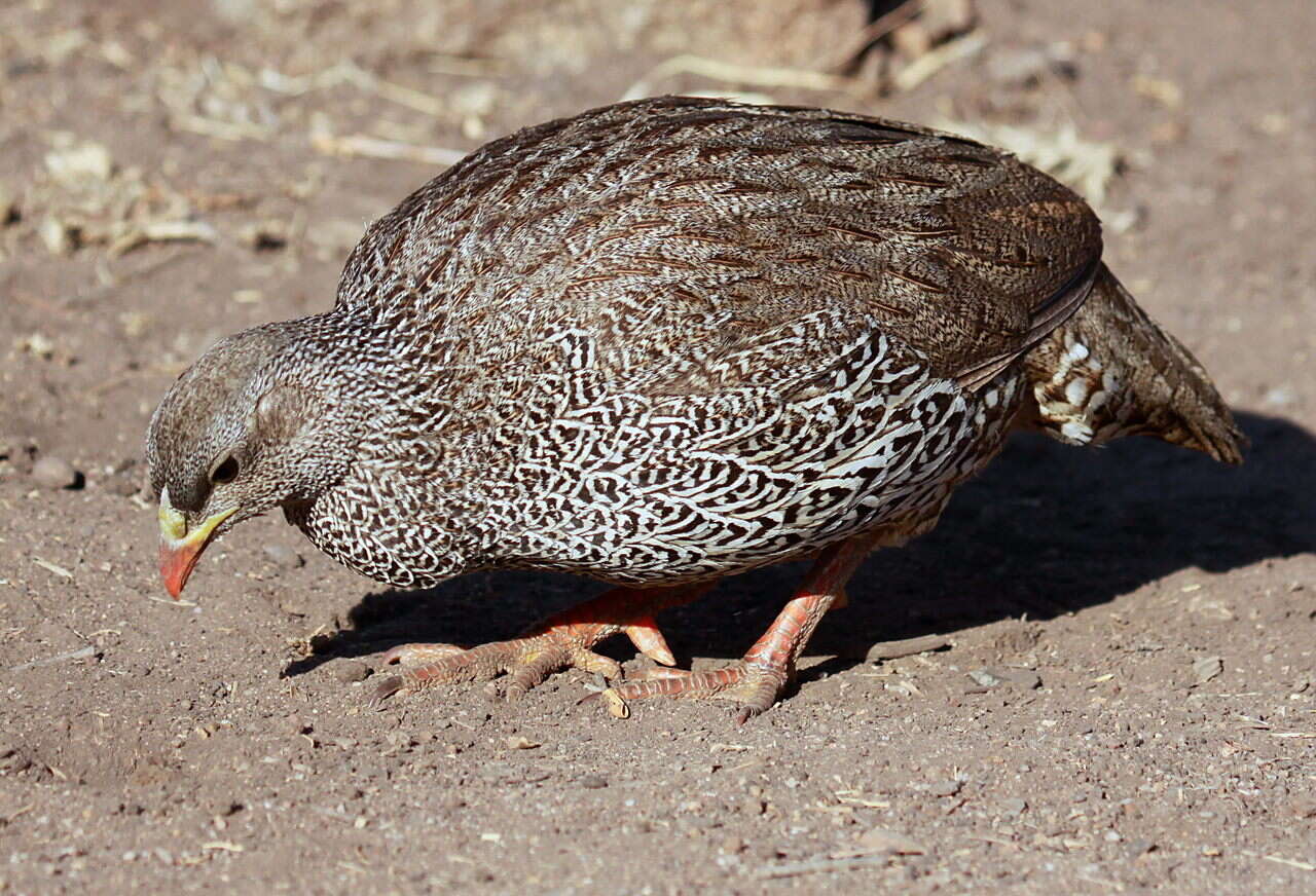 Image of Natal Francolin