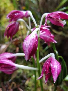 Image of Phaius pulchellus Kraenzl.