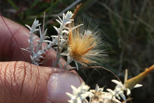 Слика од Lucilia acutifolia (Poir.) Cass.