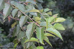 Image of Himalayan Birch