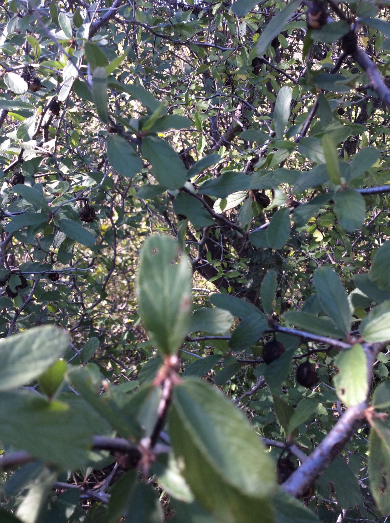 Image of Texan hogplum