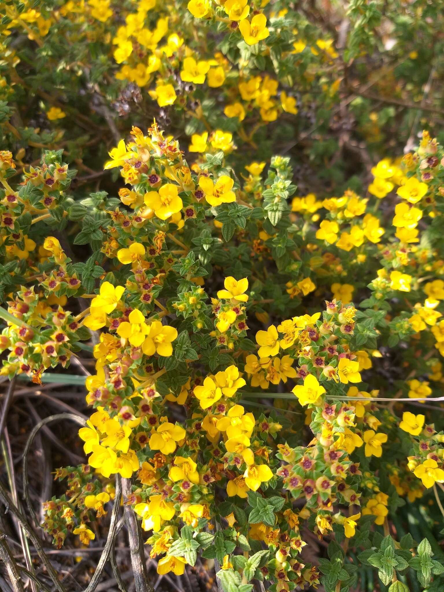 Image of Chaetolepis microphylla (Bonpl.) Miq.