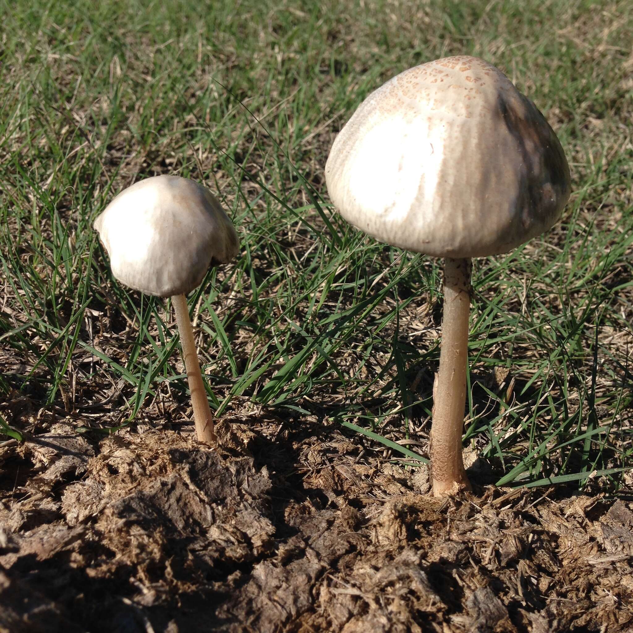 Image of Panaeolus antillarum (Fr.) Dennis 1961