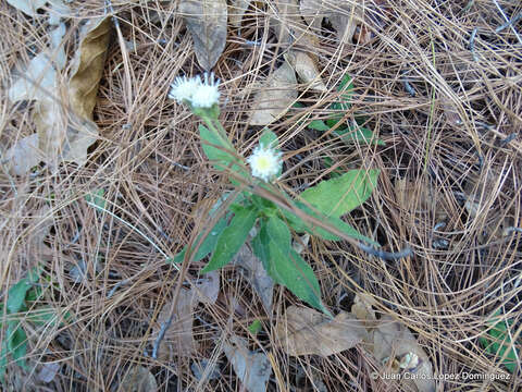 Archibaccharis auriculata (Hemsl.) G. L. Nesom resmi