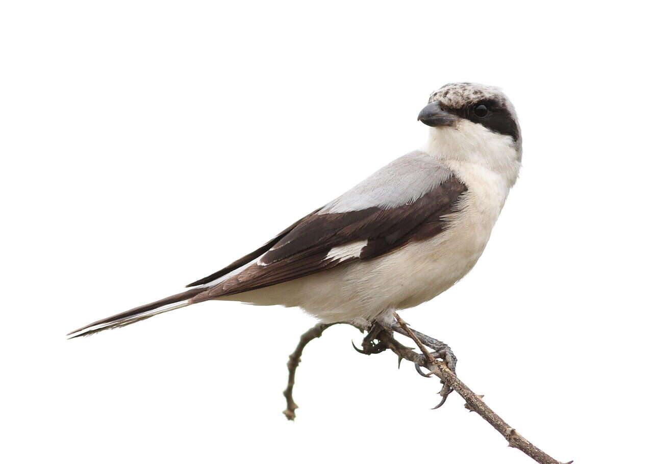 Image of Lesser Grey Shrike