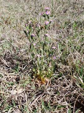 Image of Zeltnera stricta (Schiede) G. Mansion