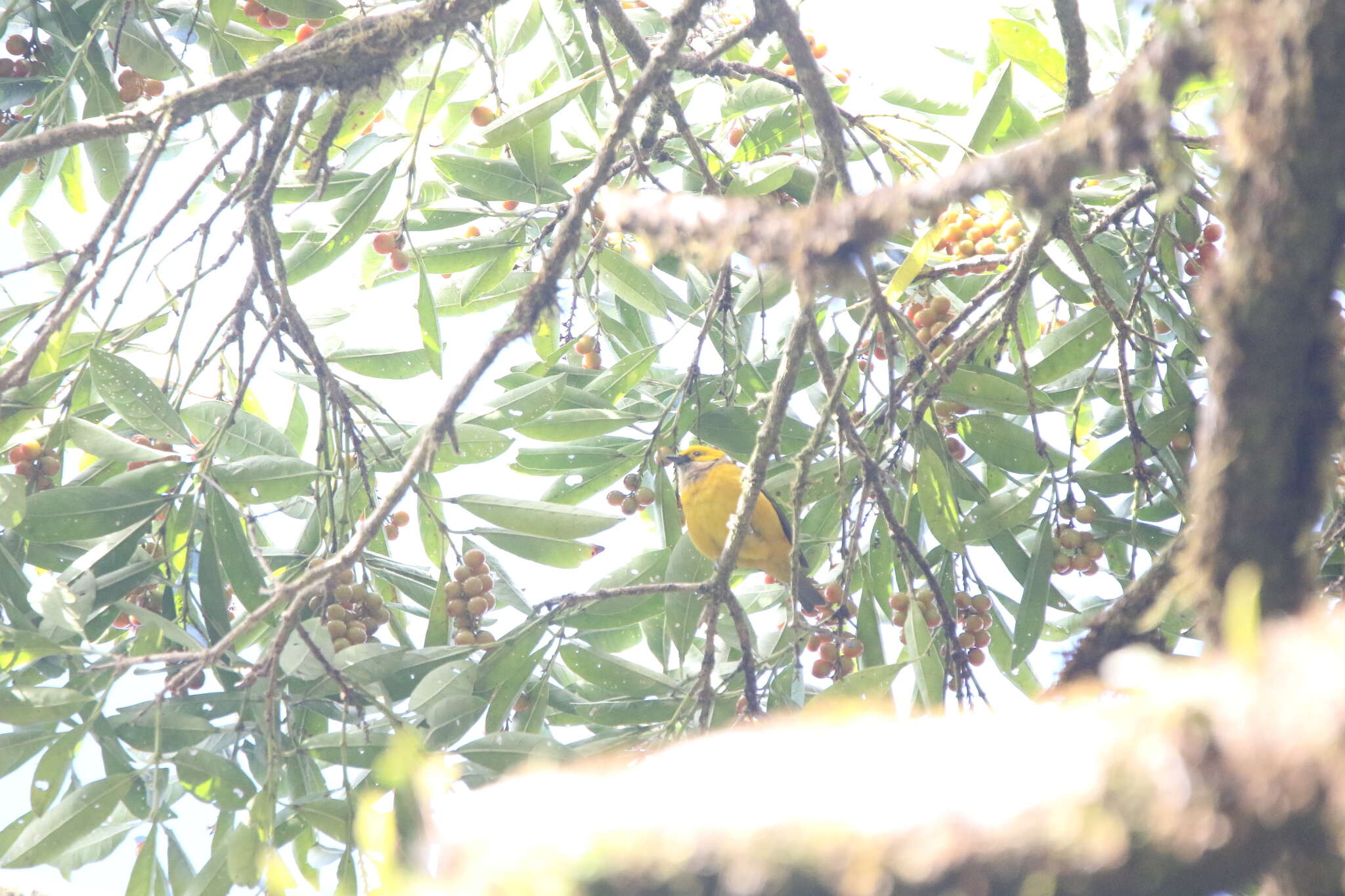 Image of Silver-throated Tanager