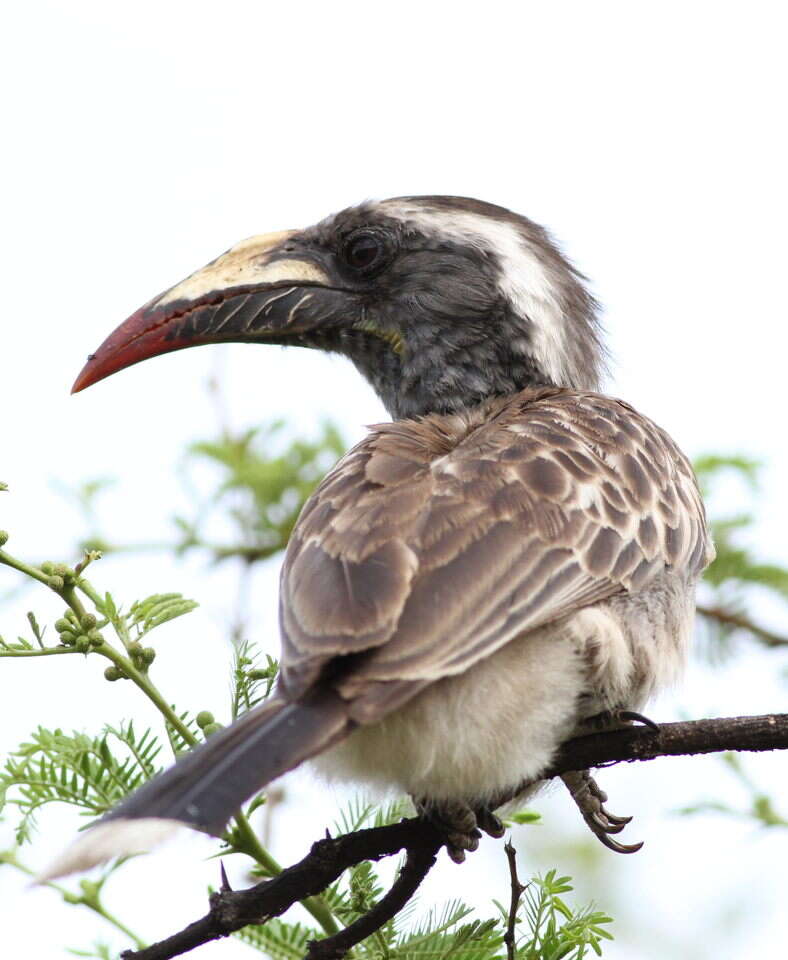 Image of African Grey Hornbill