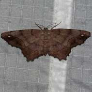 Image of Esther Moth