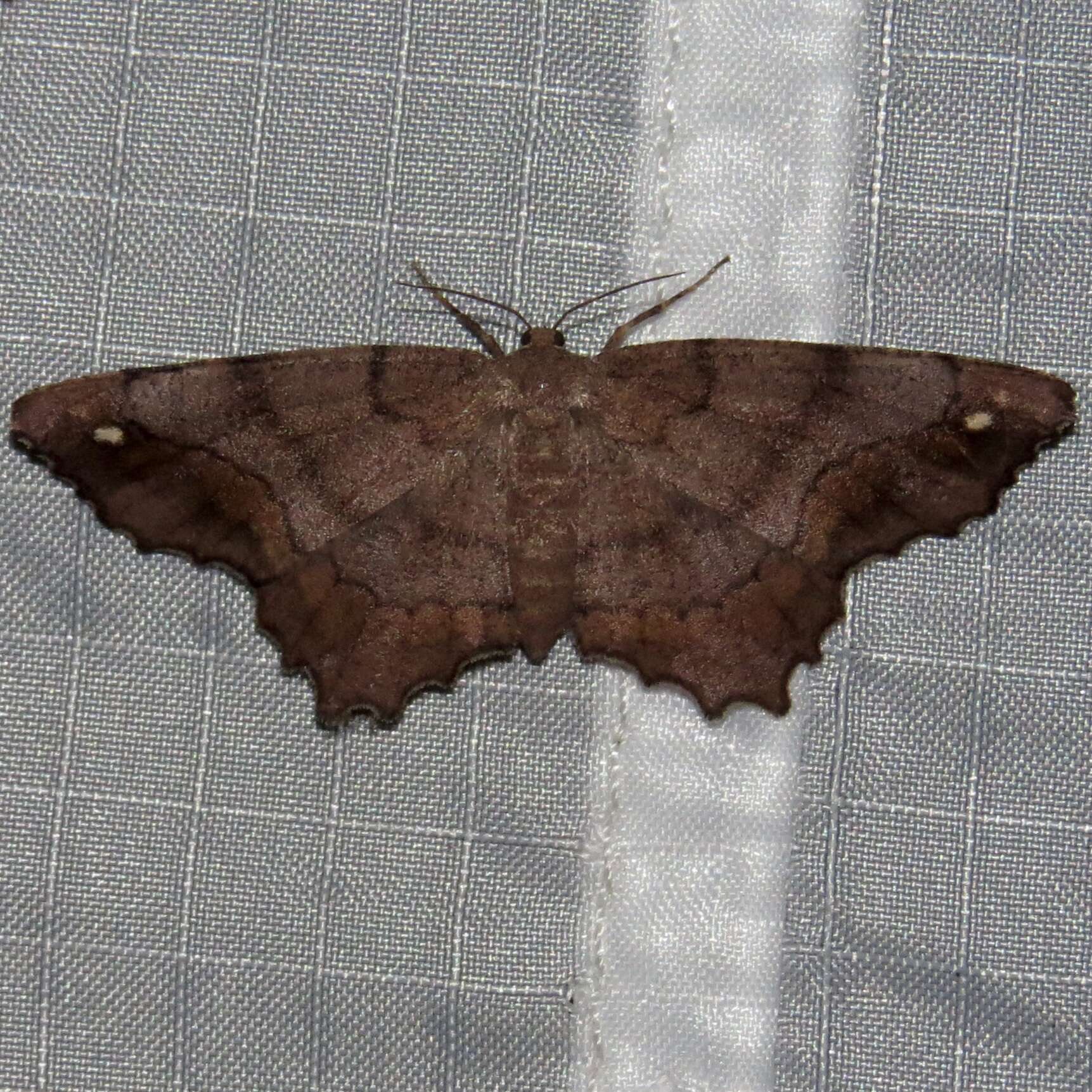 Image of Esther Moth