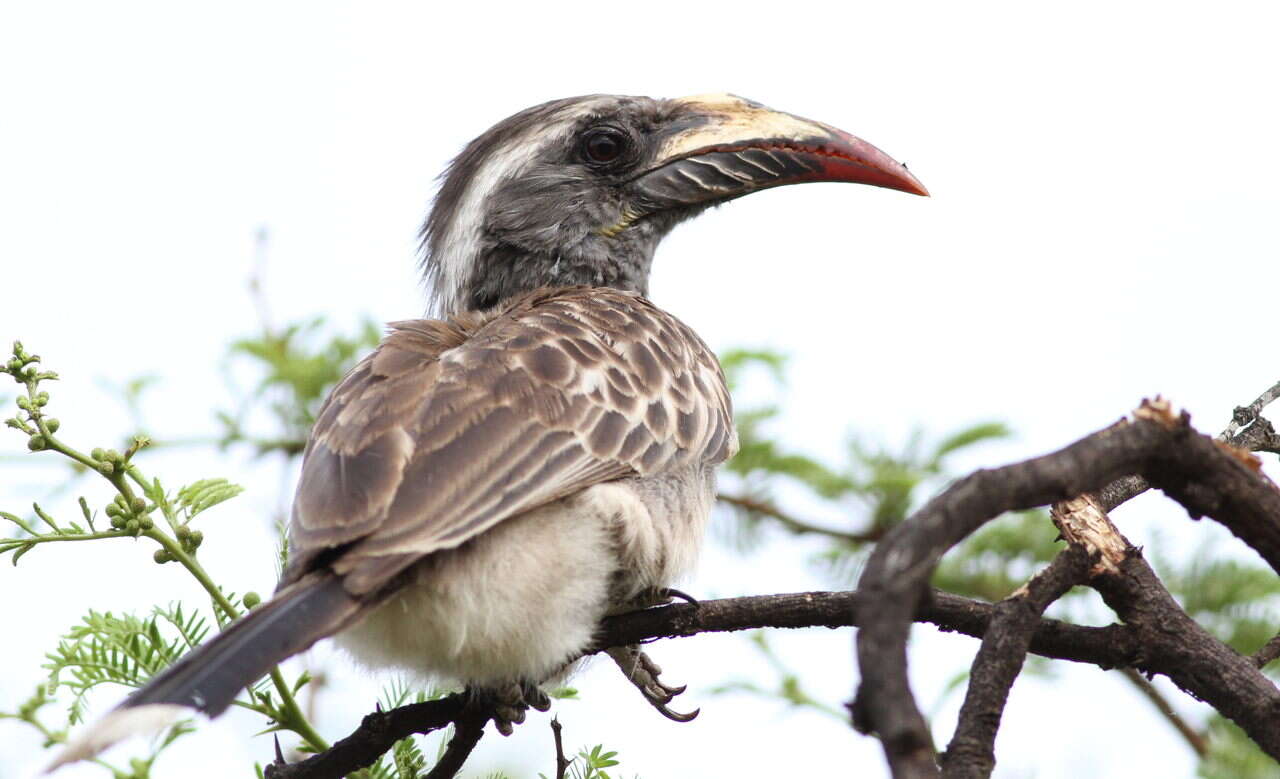 Image of African Grey Hornbill