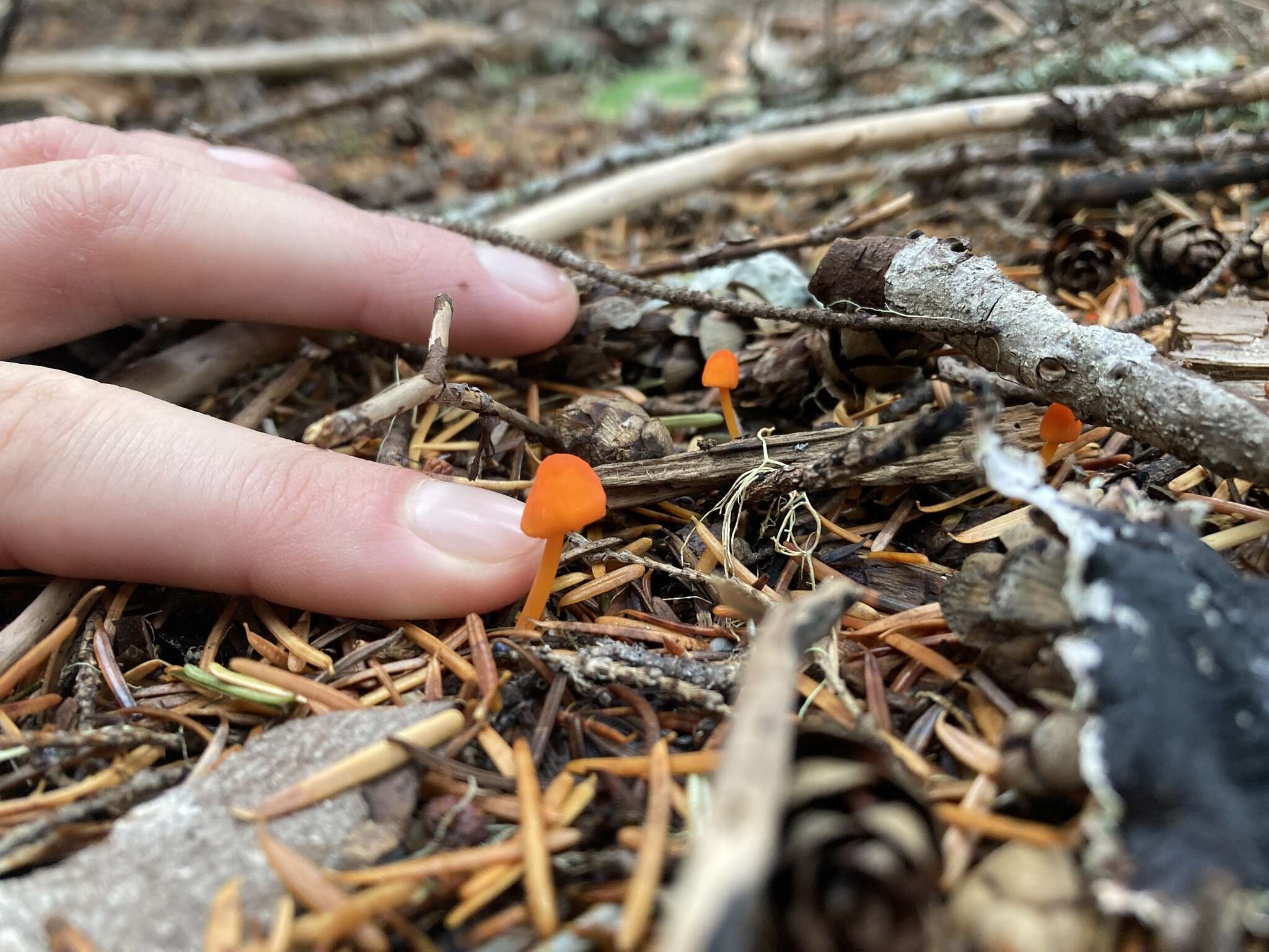 Sivun Mycena strobilinoidea Peck 1893 kuva