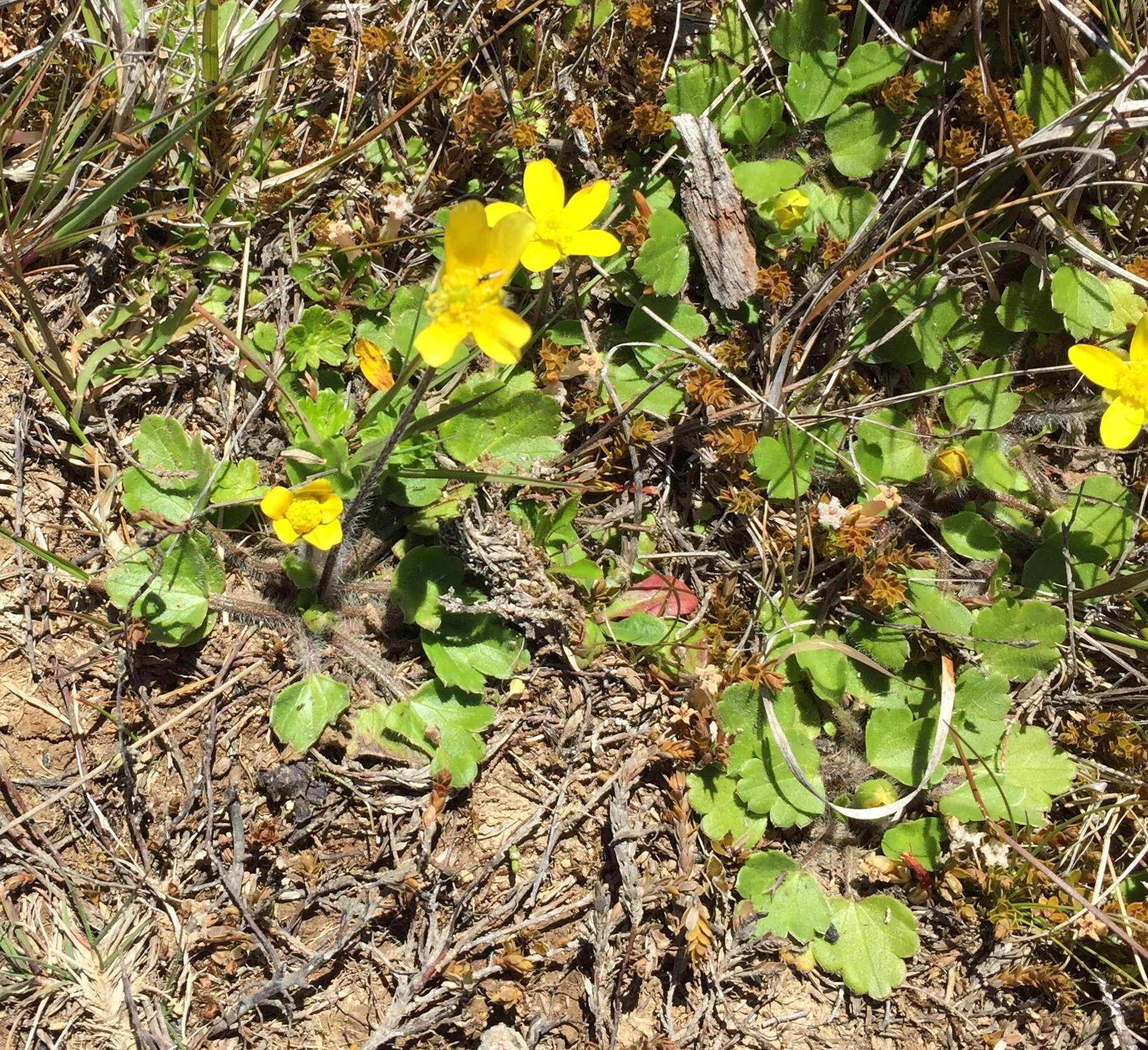 Image of Australian buttercup