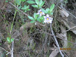 Image of Solanum guineense