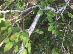 Imagem de Prunus minutiflora Engelm.