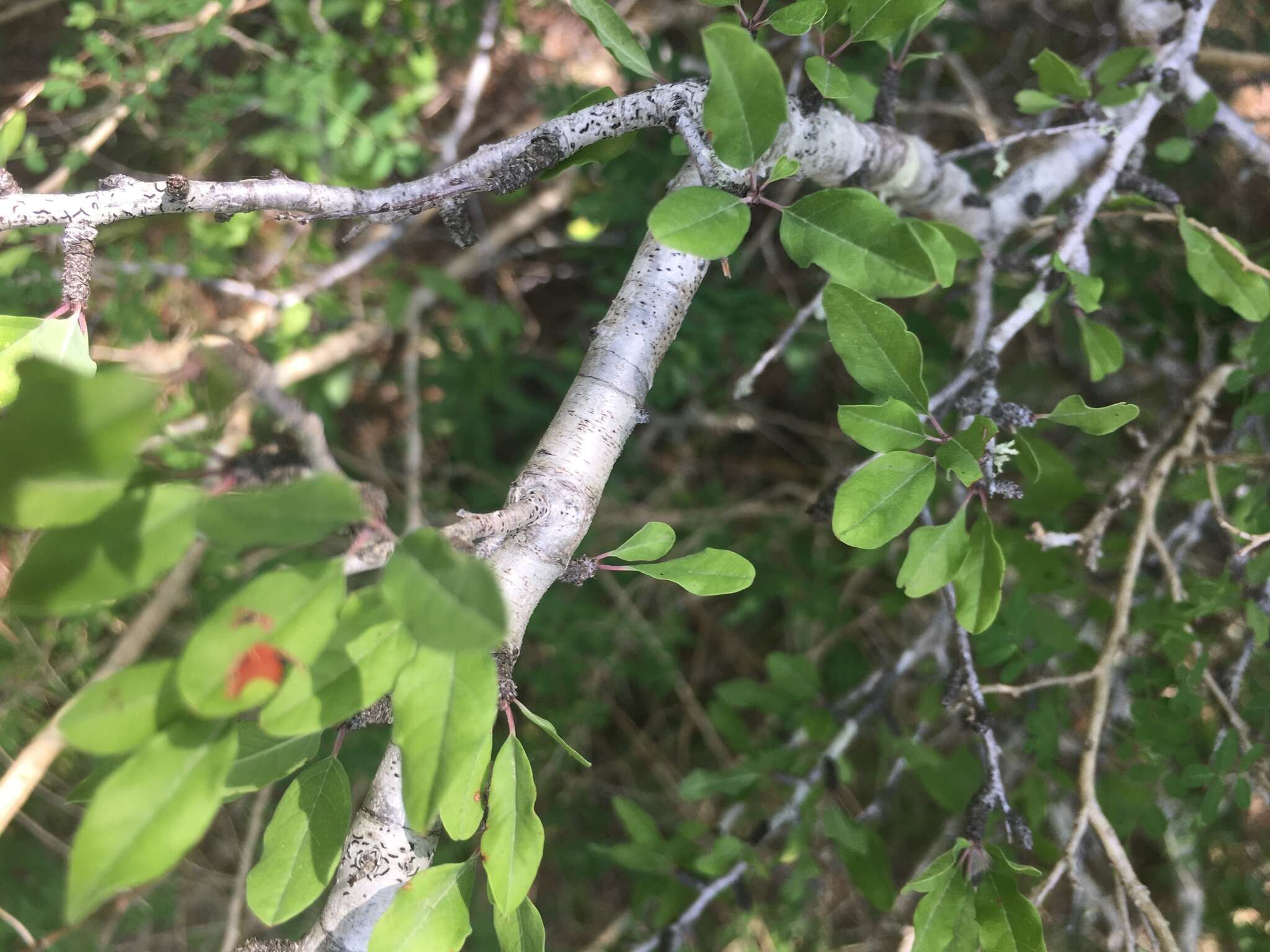 Imagem de Prunus minutiflora Engelm.