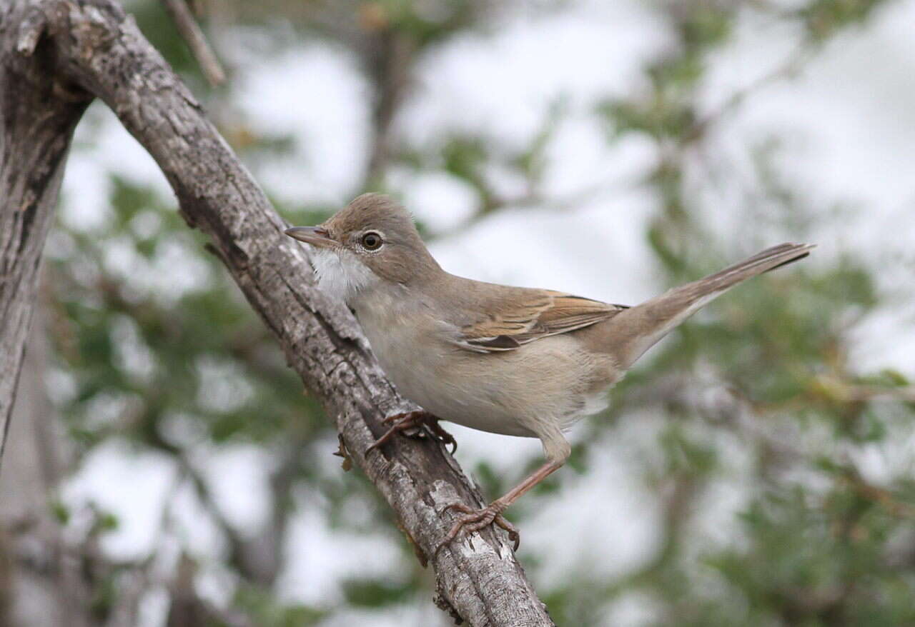 Image of Sylvia communis