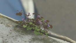 Image of Cymbalaria muralis subsp. muralis