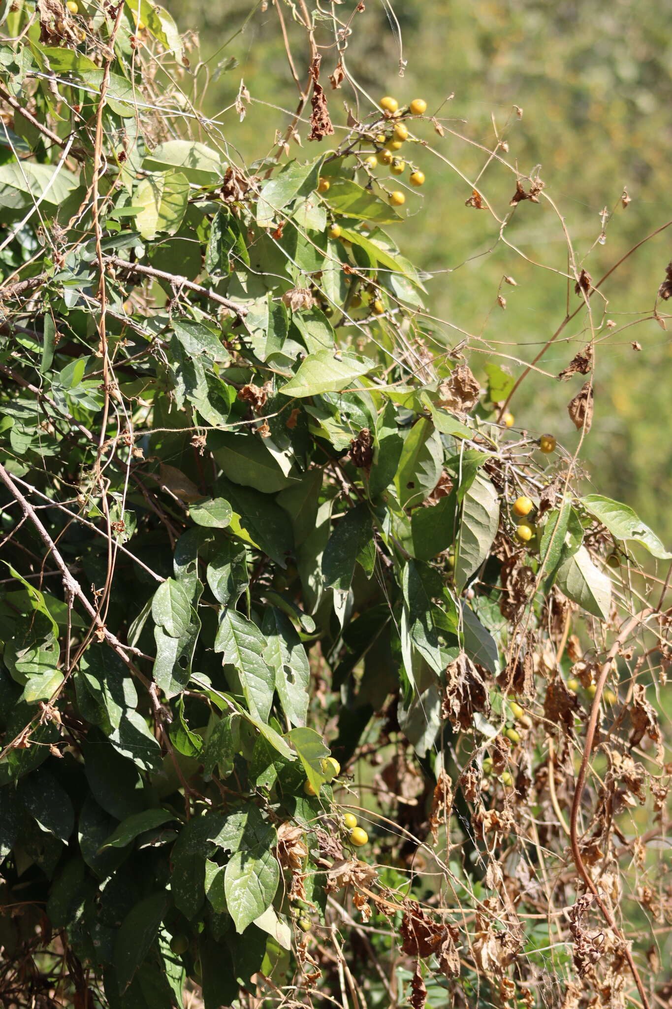 Image of Bunchosia palmeri S. Wats.