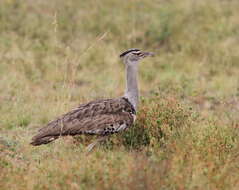 Image of Kori Bustard