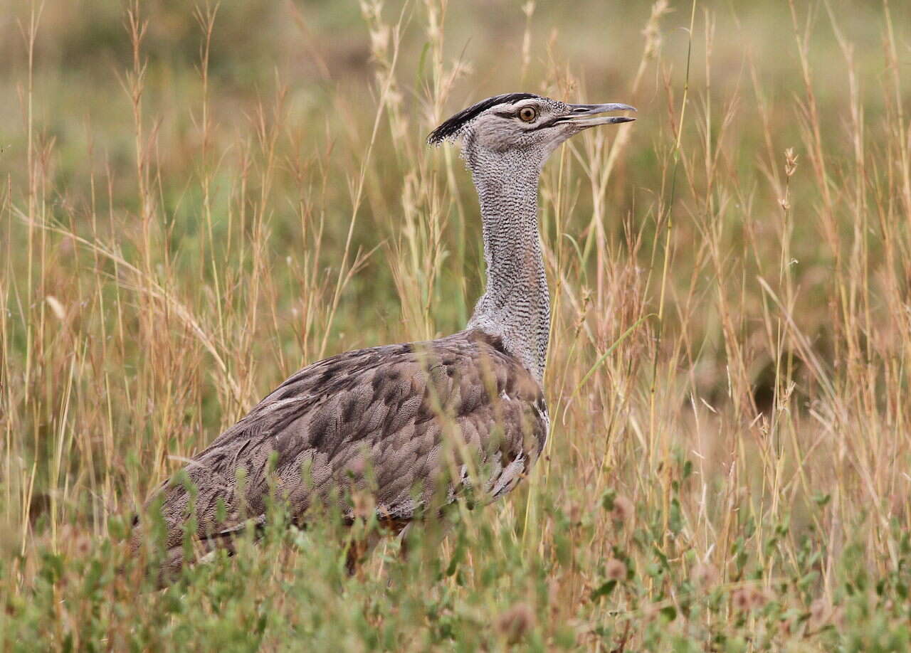 Image of Kori Bustard