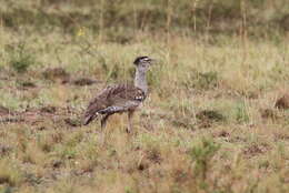 Image of Kori Bustard