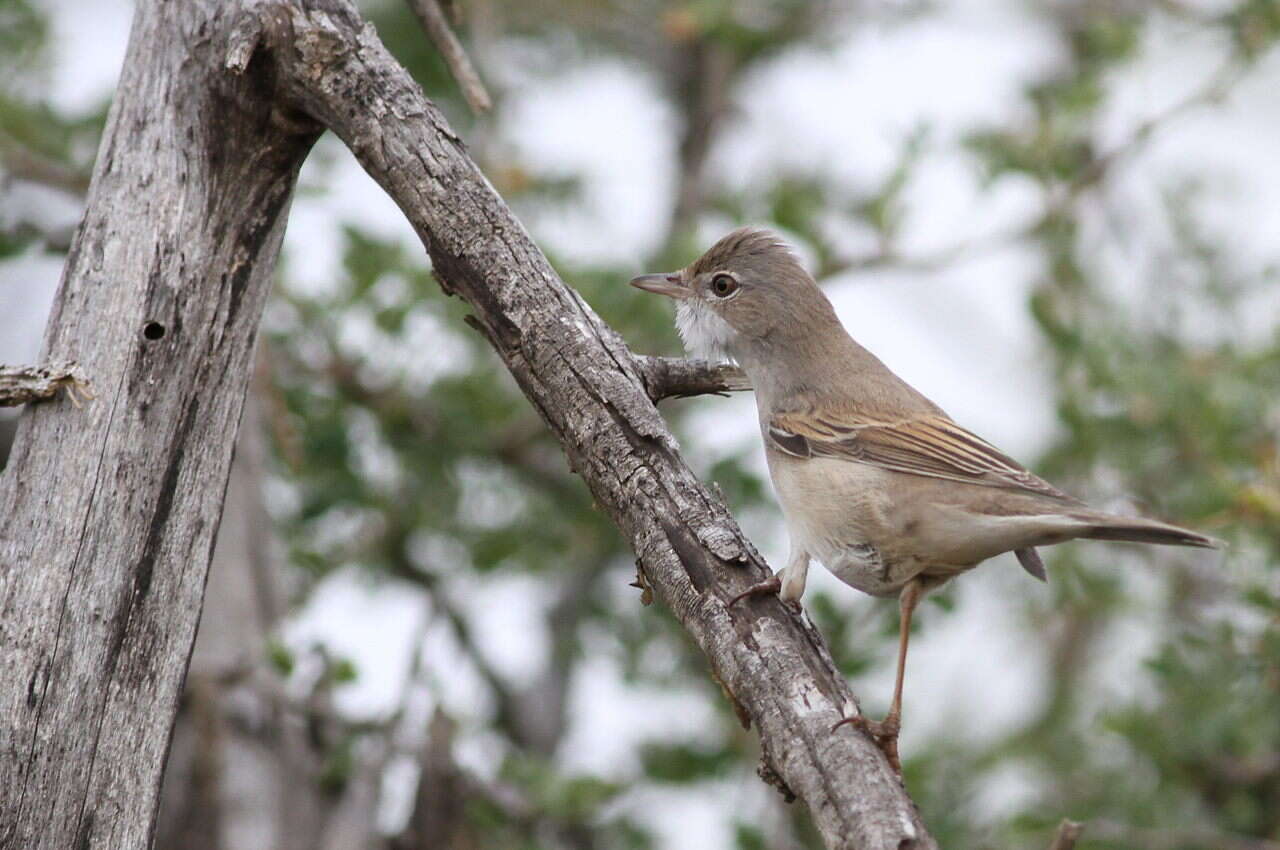 Image of Sylvia communis