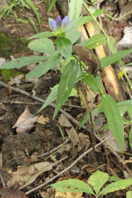 Image de Gentiana andrewsii Griseb.