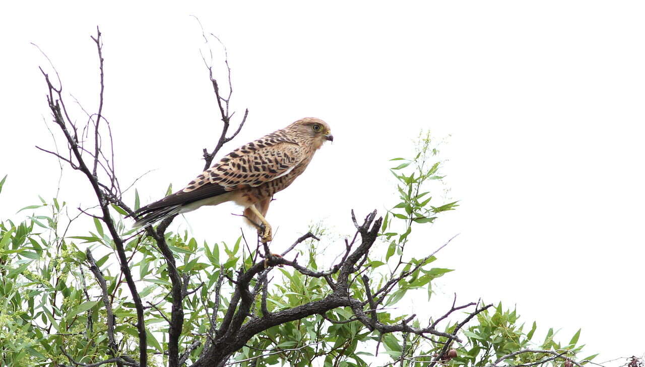 صورة Falco rupicoloides Smith & A 1829