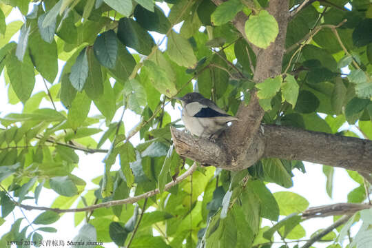 Image of White-shouldered Starling