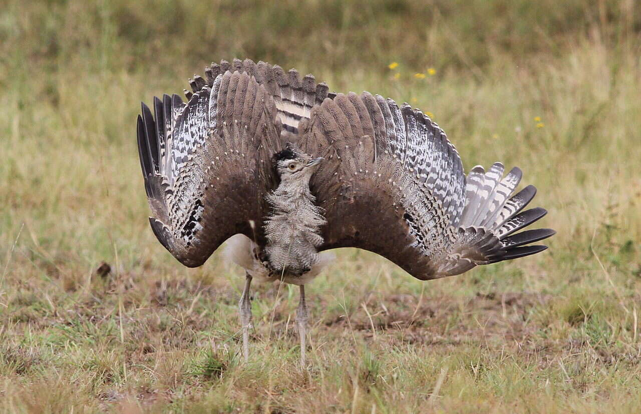 Image of Kori Bustard