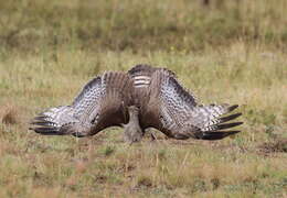 Image of Kori Bustard