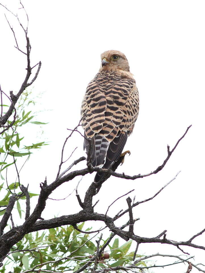 صورة Falco rupicoloides Smith & A 1829