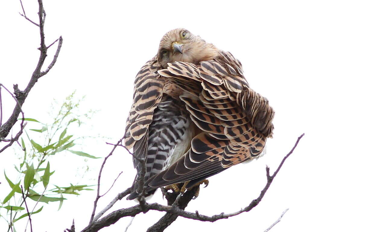 صورة Falco rupicoloides Smith & A 1829