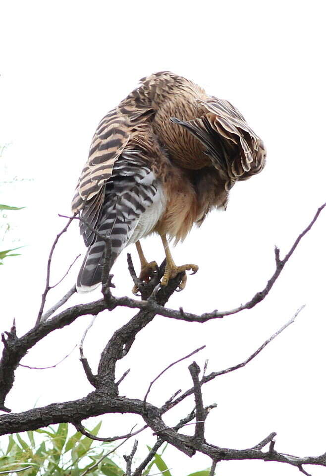 صورة Falco rupicoloides Smith & A 1829