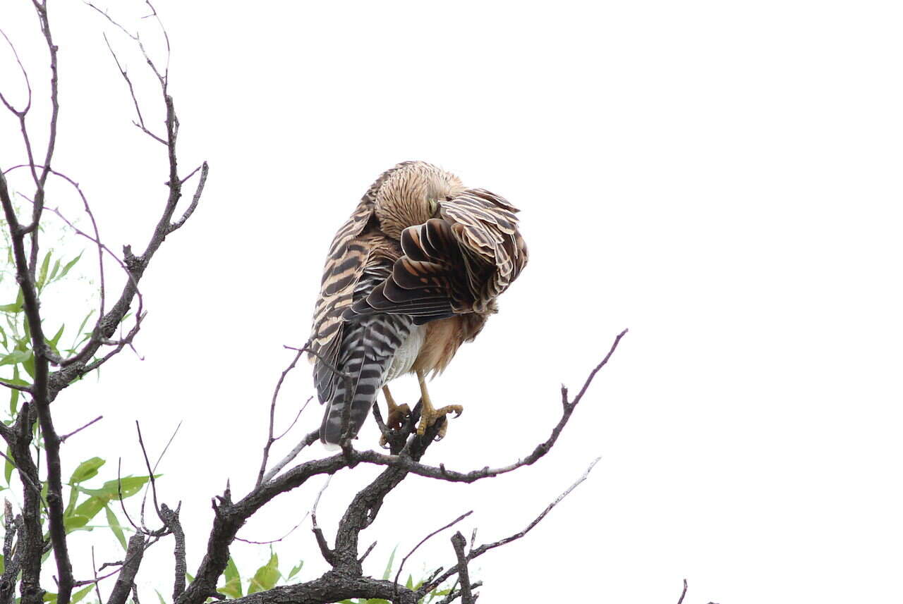 صورة Falco rupicoloides Smith & A 1829