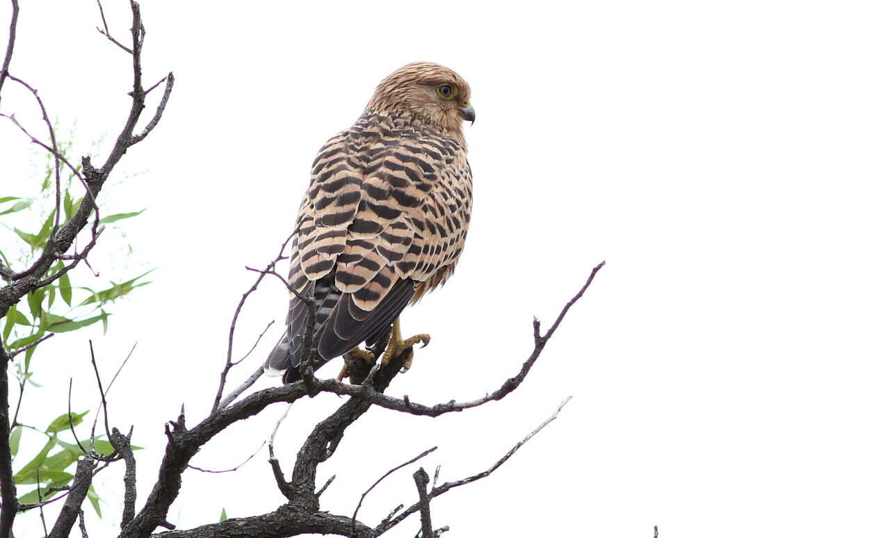 صورة Falco rupicoloides Smith & A 1829