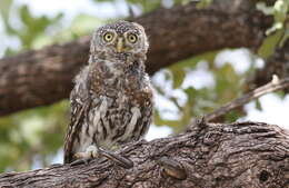 صورة Glaucidium perlatum (Vieillot 1817)