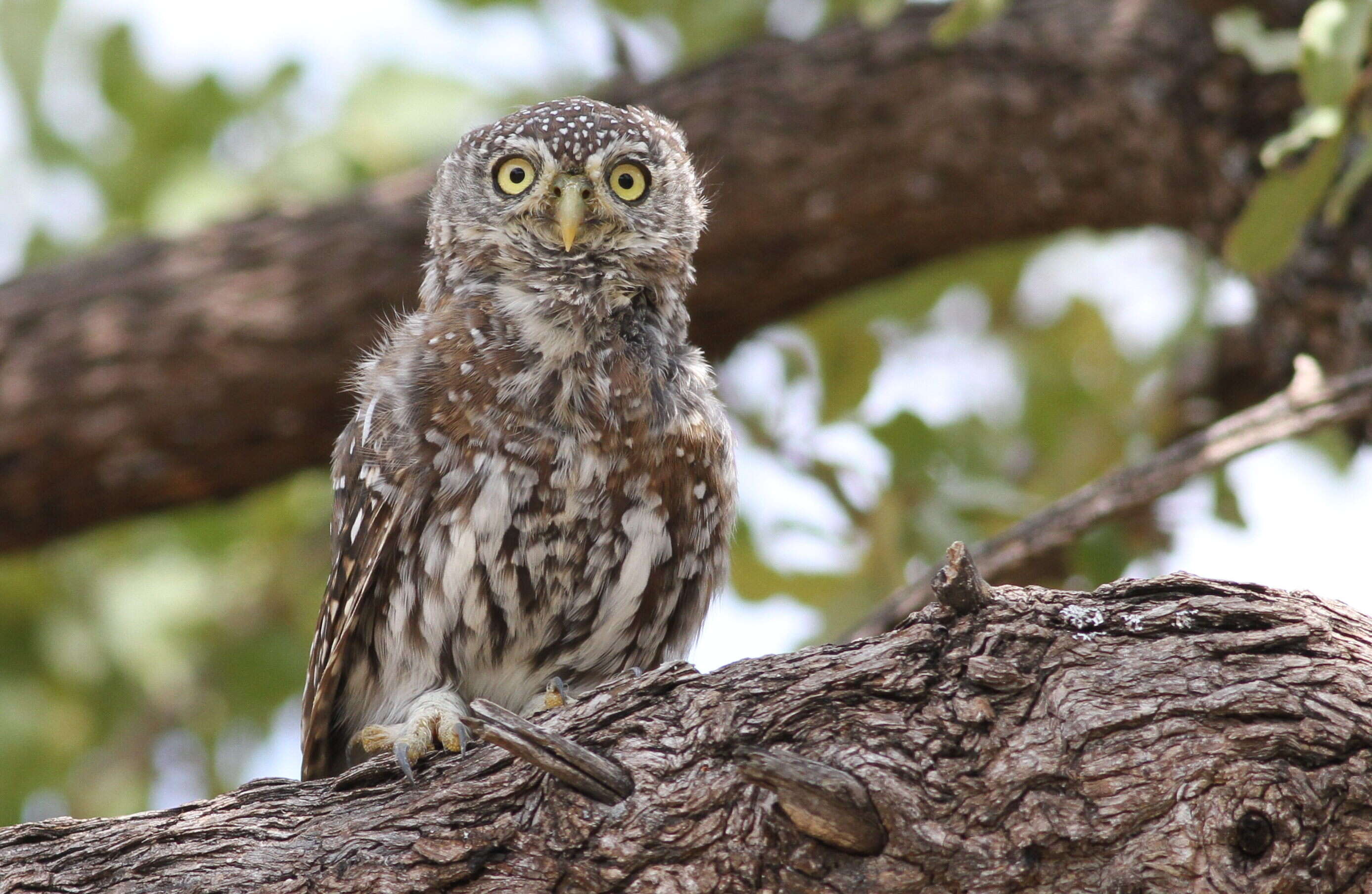 Image of Pearl-spotted Owlet