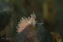 Image of coral nudibranch