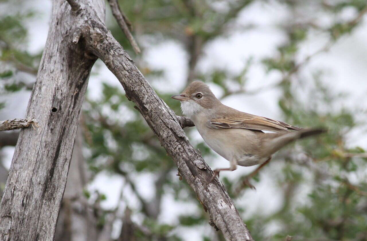 Image of Sylvia communis