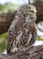 Image of Pearl-spotted Owlet