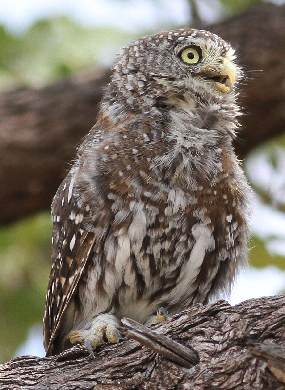 صورة Glaucidium perlatum (Vieillot 1817)